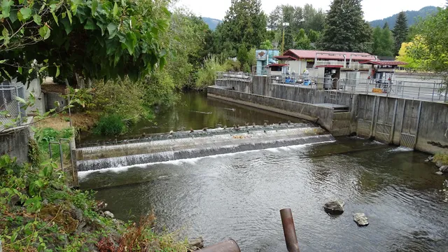 Friends of the Issaquah Salmon Hatchery