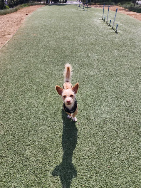 Jacaranda Park & Dog Park