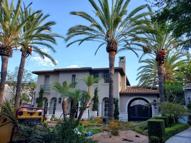 Orange County Tree Services