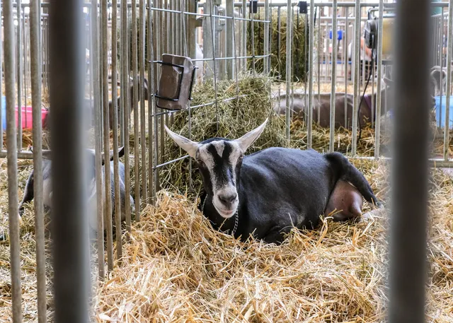 Minnesota State Fair 4-H Building