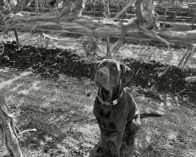 Gatekeeper - Red Mountain