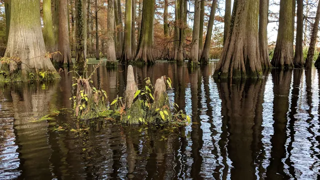 Wapanocca National Wildlife Refuge