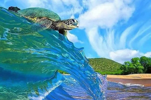 Hawaii Turtle Tours
