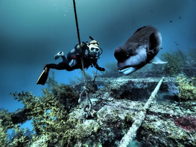 TOKYO INTERNATIONAL DIVING CLUB