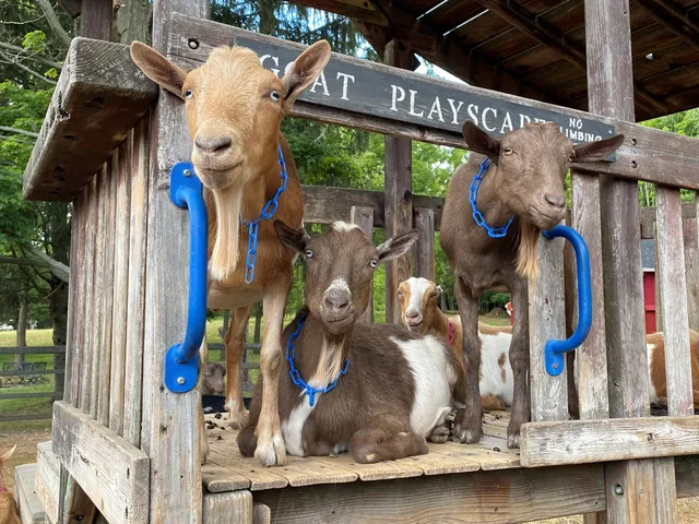 Bradley Mountain Farm