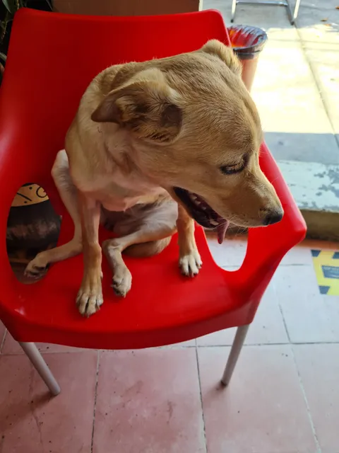 Veterinaria Animal Kingdom