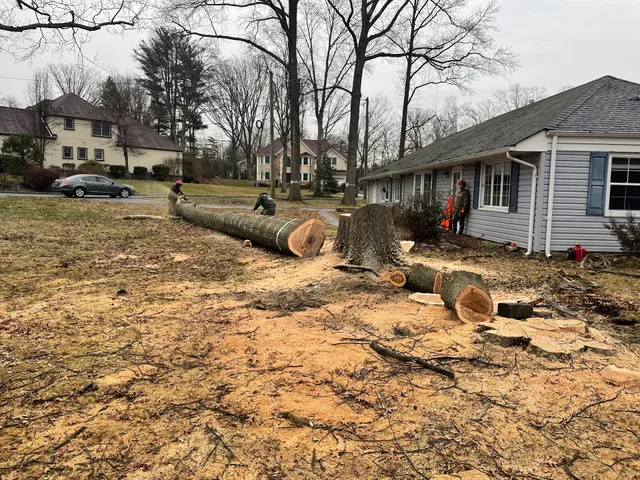 Tree Wise Men Tree Service