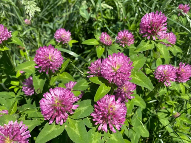 Island Mist Natural Bath & Body