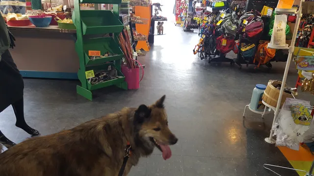 Patton Avenue Pet Company- Downtown