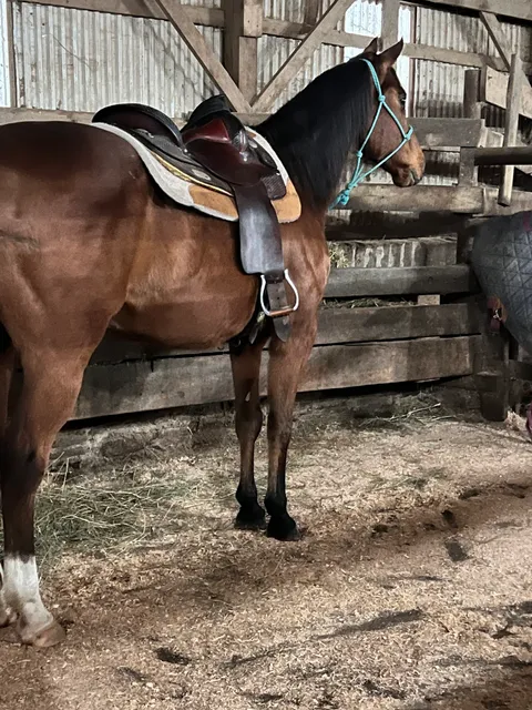 Unadilla Livestock Company