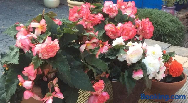 Rosebank Guest House