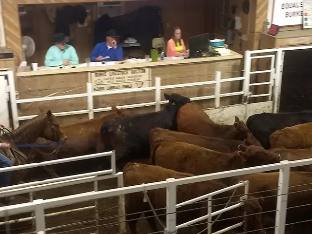 Burke Livestock Auction