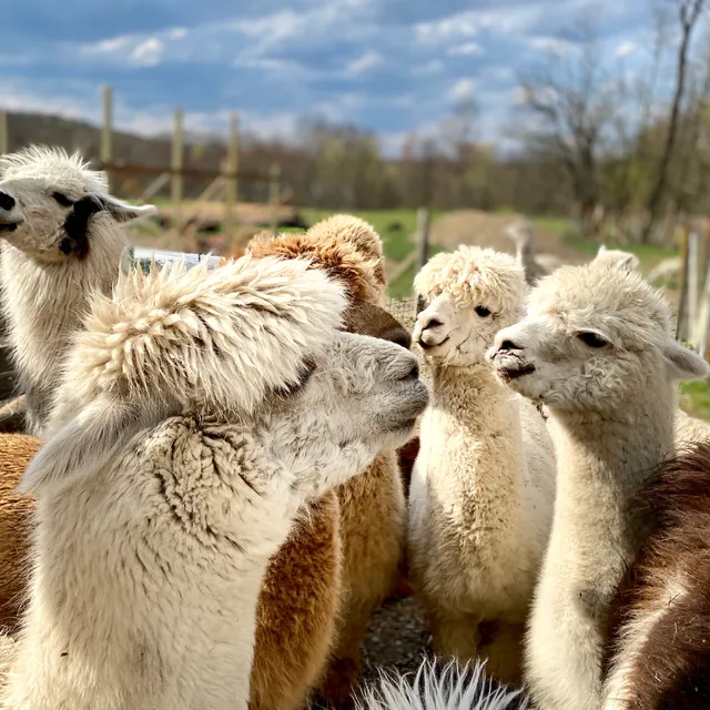 Clover Brooke Llama and Alpaca Farm