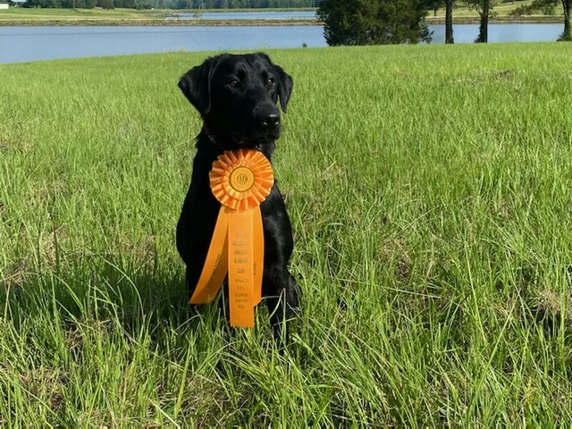 MondioPup, Inc. - Balanced Dog Training