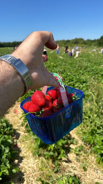 Claremont farm fruit picking