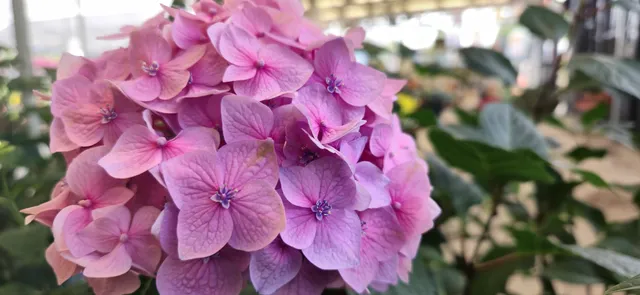 PJ Fresh Marketplace