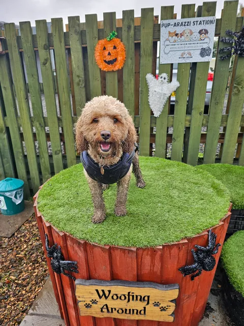 Woofing Around @ Simpson Green Farm
