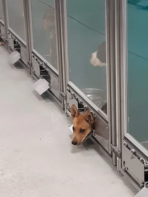 Oklahoma City Animal Shelter