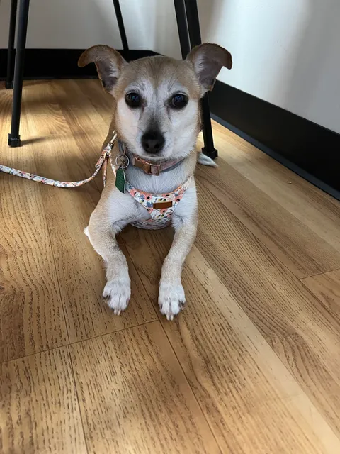 South Bellingham Veterinary Hospital