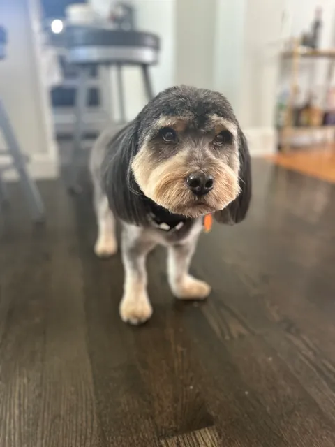 Bubbles & Bath Pet Grooming Spa