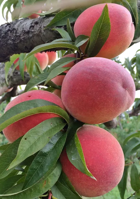 Fruit Acres Farms U-Pic Peach & Apple