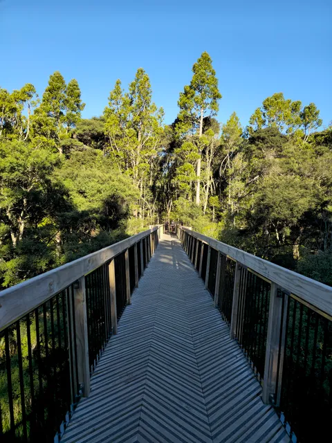 Kauri Glen walkway