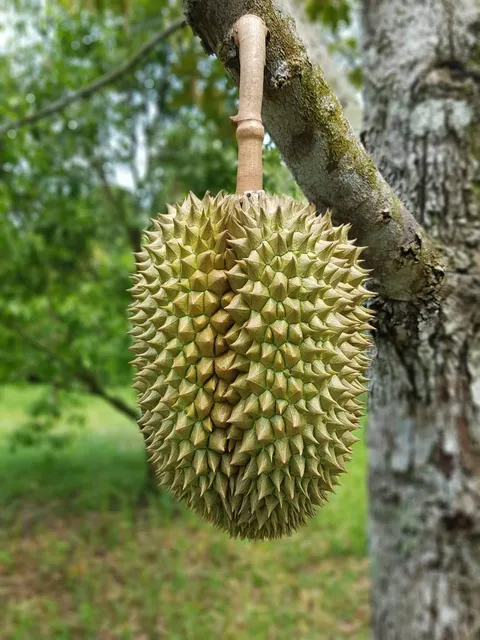 สวนมนัส ฮวดจึง