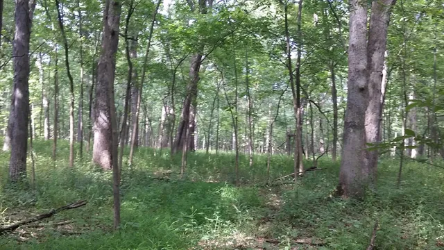 Hobart Woodland Trail