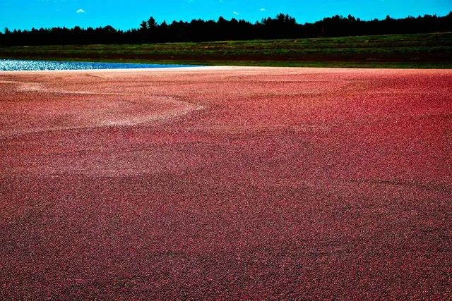 Lake Nokomis Cranberries, Inc.