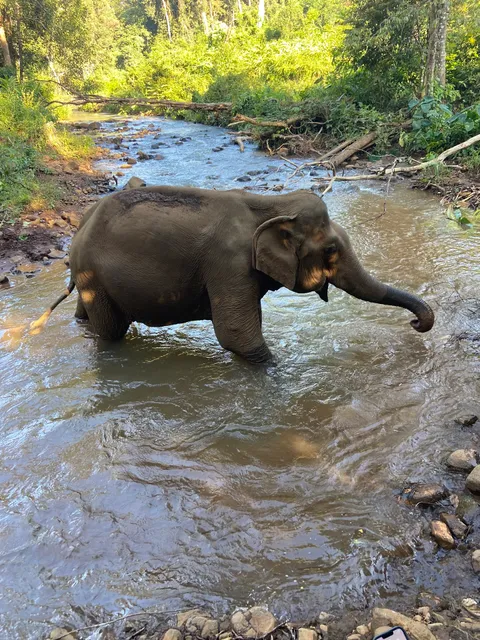 ELIE & The Elephant Valley Project