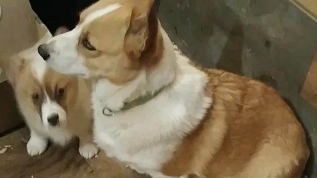 Edgar Springs Farm and Feed