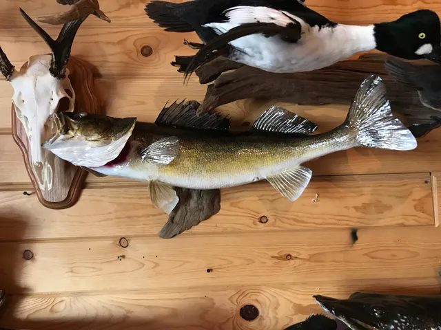 Kunze taxidermy