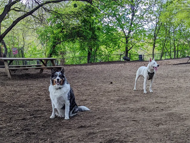 Morningside Park Dog Run