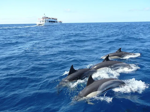 Tours Mirissa Team - Whale Watching Mirissa | Safari Tours | Galle City Tours