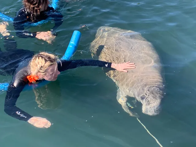 Snorkeling With Manatees