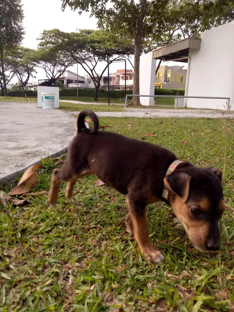 Setia Tropika Linear Park