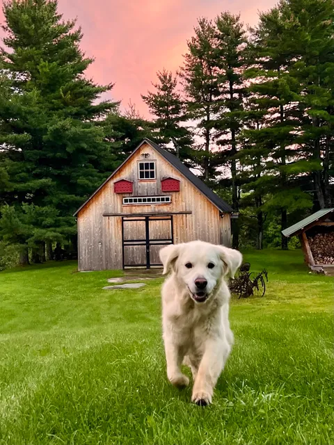 Golden Dog Farm