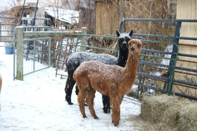 Kraussdale Alpacas