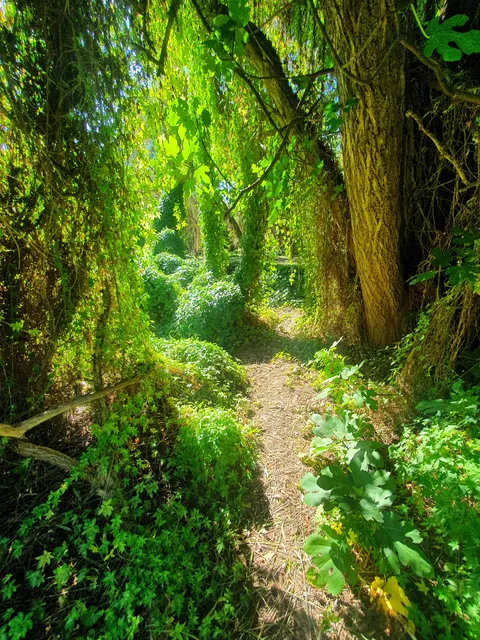 Gwelup Secret Garden