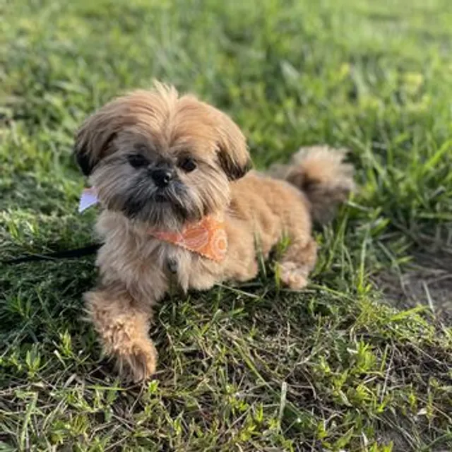 Hot Dogs Grooming & Day Spa