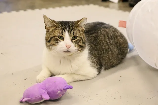 Best Friends Pet Resource Center in NW Arkansas