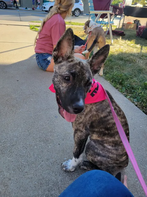 Pet Pack Rescue Initiative