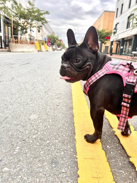 BluePearl Pet Hospital Framingham