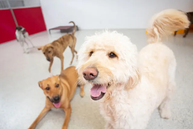 The Dog Stop - Brunswick, GA