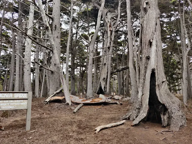 The Crocker Cypress Grove
