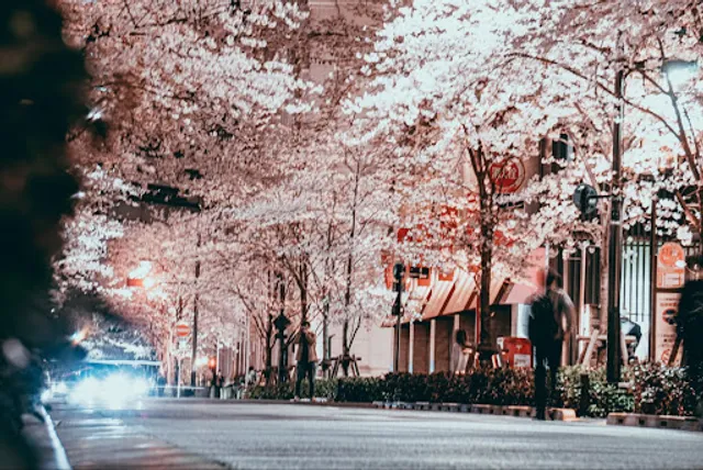 オカメザクラ通り（あじさい通り）