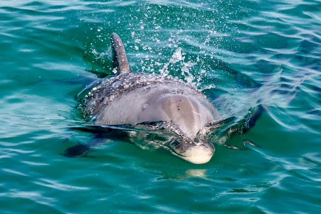 Shell Island Dolphin Tours