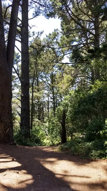 Albany North Berkeley Kiwanis Club Tree Grove