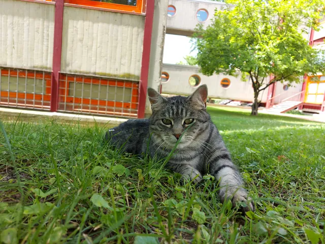 Polo Zanotto University