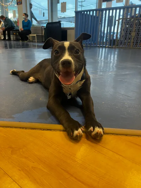 Resilient Hearts Animal Sanctuary